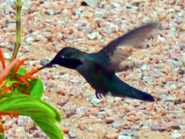 Hummingbird-2